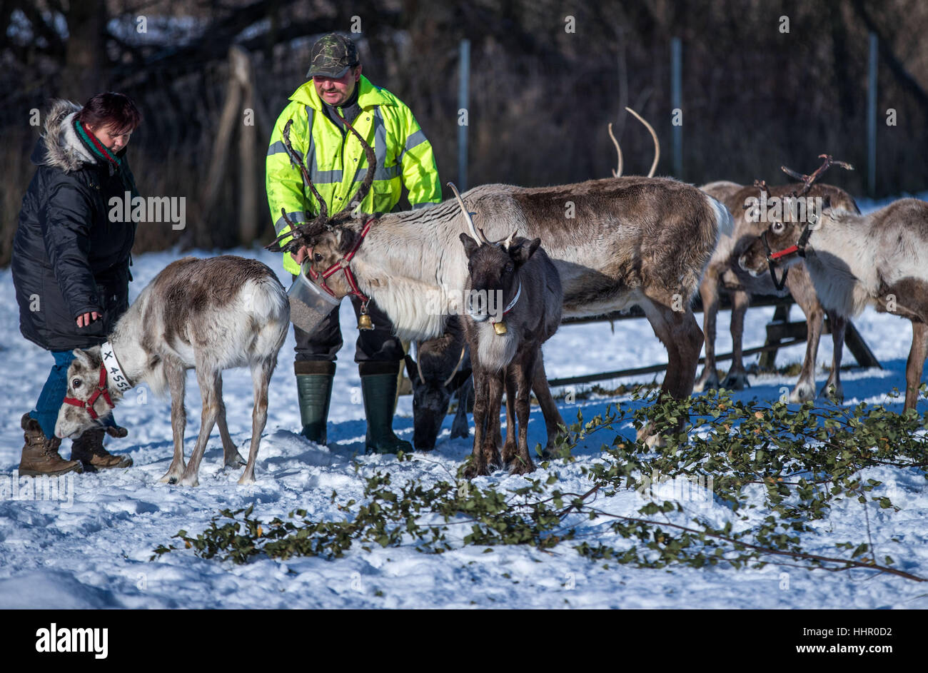 Reindeer breeder Andreas Hoffmann and his wife Cornelia feed the reindeer in one of the enclosures at their reindeer farm in Strasen near Wesenberg, Germany, 16 January 2017. The reindeer in the Mecklenburg Lake District feel almost at home in Lapland with the current winter weather. Since 2009 the deer, which are used to extreme cold and are actually home to the tundra, are being bred professionally. Over the next years the herd will grow from 30 to 50 animals, and then reindeer meat sausages will be produced that are to be sold in the farm store. Photo: Jens Büttner/dpa-Zentralbild/dpa Stock Photo