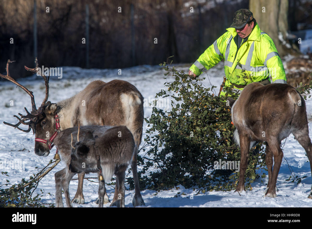 Reindeer breeder Andreas Hoffmann feeds the reindeer in one of the enclosures at their reindeer farm in Strasen near Wesenberg, Germany, 16 January 2017. The reindeer in the Mecklenburg Lake District feel almost at home in Lapland with the current winter weather. Since 2009 the deer, which are used to extreme cold and are actually home to the tundra, are being bred professionally. Over the next years the herd will grow from 30 to 50 animals, and then reindeer meat sausages will be produced that are to be sold in the farm store. Photo: Jens Büttner/dpa-Zentralbild/dpa Stock Photo