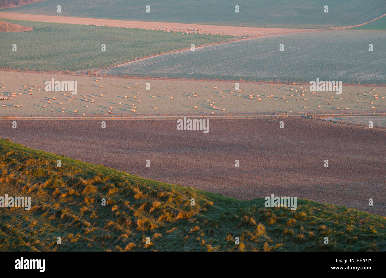 Maiden Castle near Dorchester, Dorset, UK. 20th January 2017. Crisp colourful sunrise at Madien Castle with sheep grazing in a near by field. © Dan Tucker/Alamy Live News Stock Photo