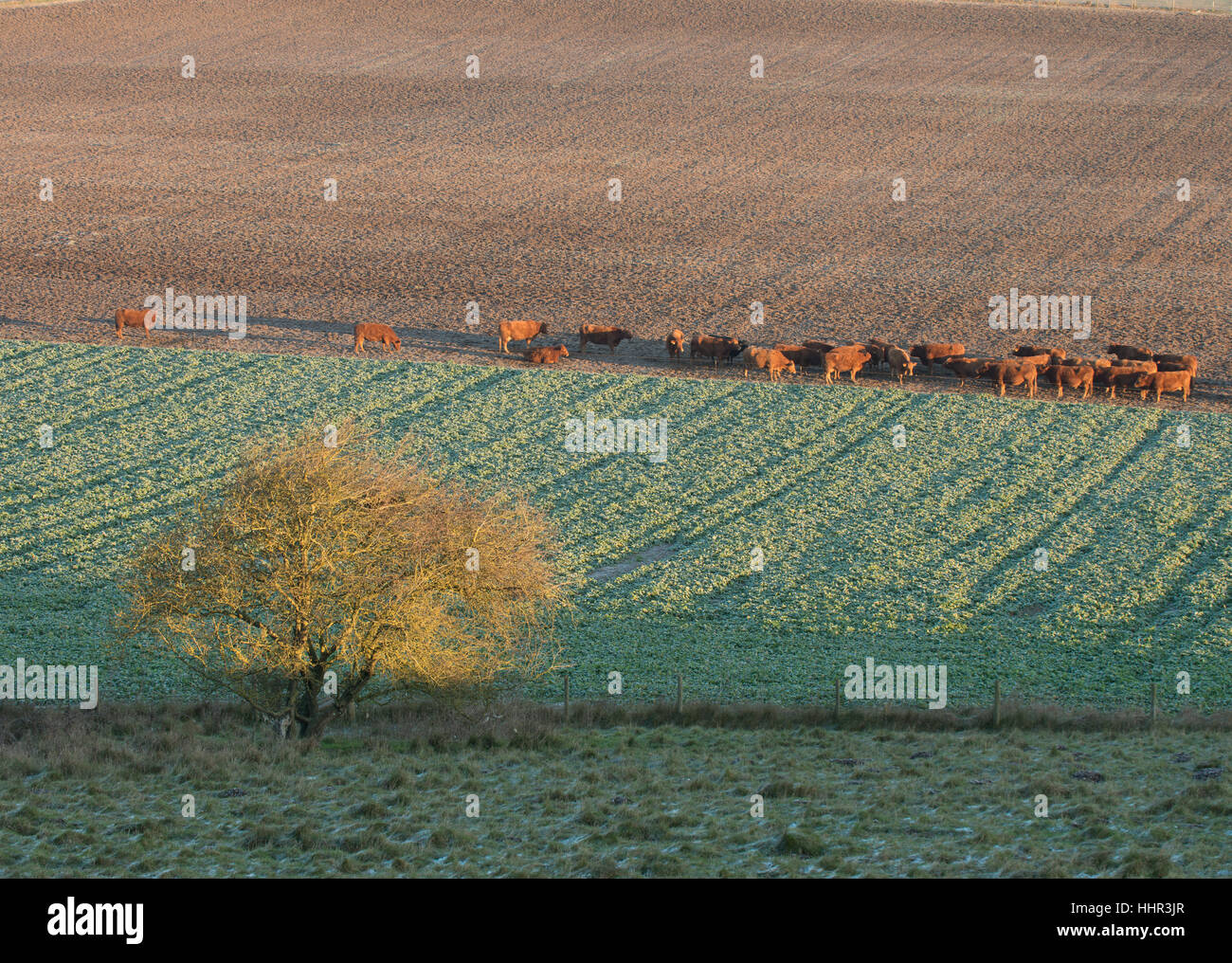 Maiden Castle near Dorchester, Dorset, UK. 20th January 2017. Crisp colourful sunrise at Madien Castle with cows grazing in a near by field. © Dan Tucker/Alamy Live News Stock Photo