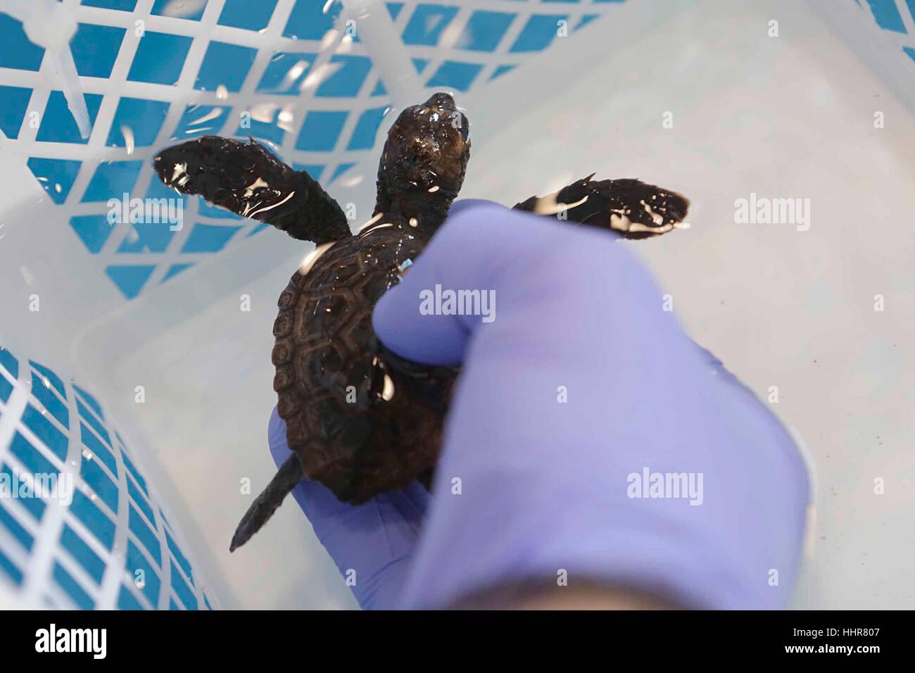 Portici, Italy. 20th Jan, 2017. Mediterranean sea turtle research centre opening. Credit: agnfoto/Alamy Live News Stock Photo