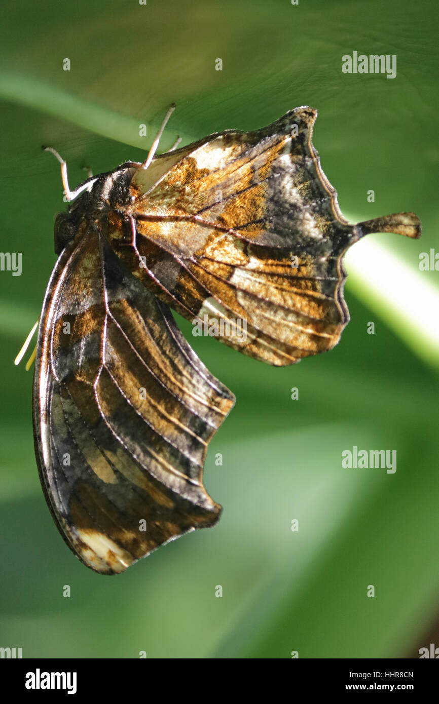 Consul Fabius Tiger Leafwing butterfly Consul fabius, with it's wings closed in the ...