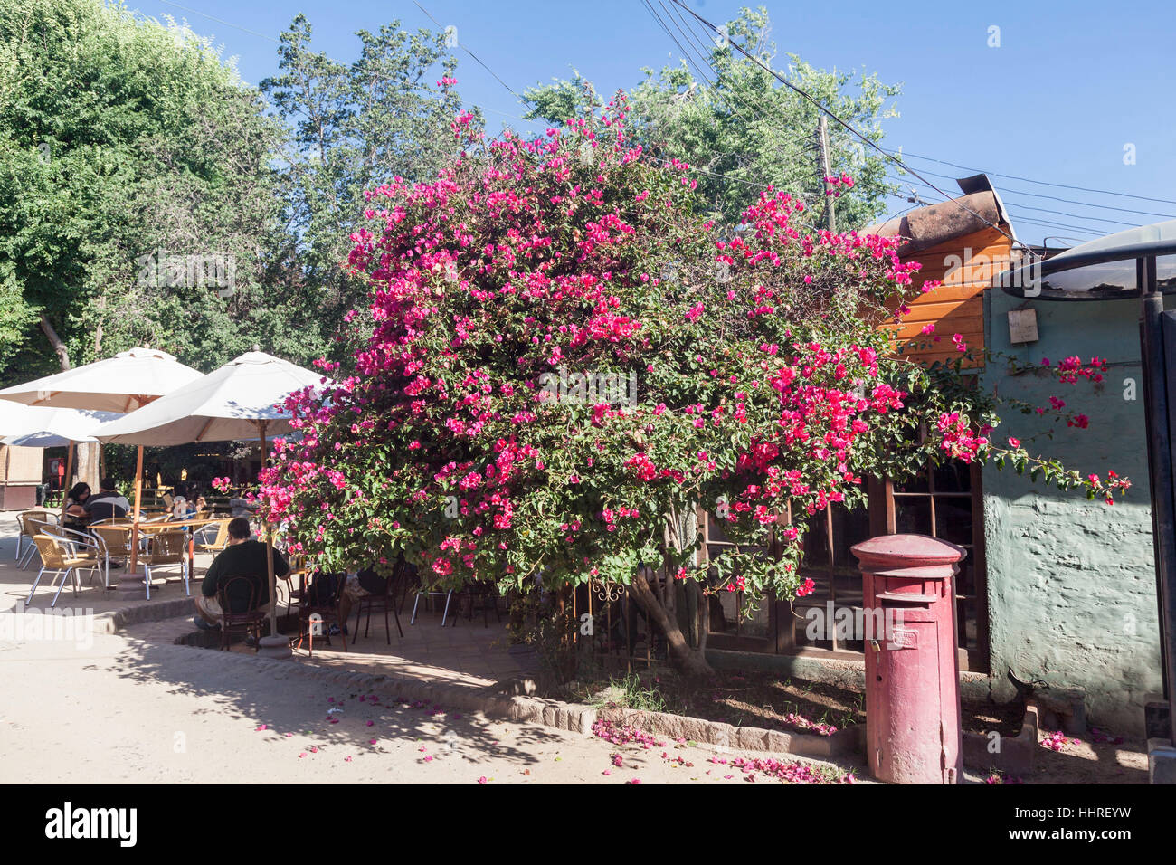 Blooming Tree Pueblito de los Domenicos Santiago do Chile Stock Photo