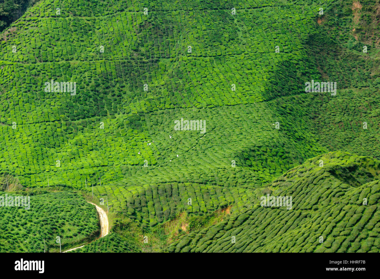 tea, ripe, tea-plantation, harvest, hoarfrost, humans, human beings, people, Stock Photo