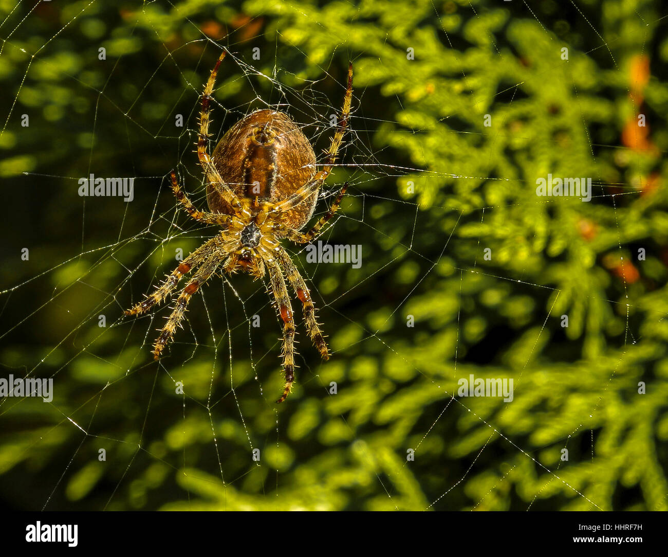 legs, macro, close-up, macro admission, close up view, garden, animal, insect, Stock Photo