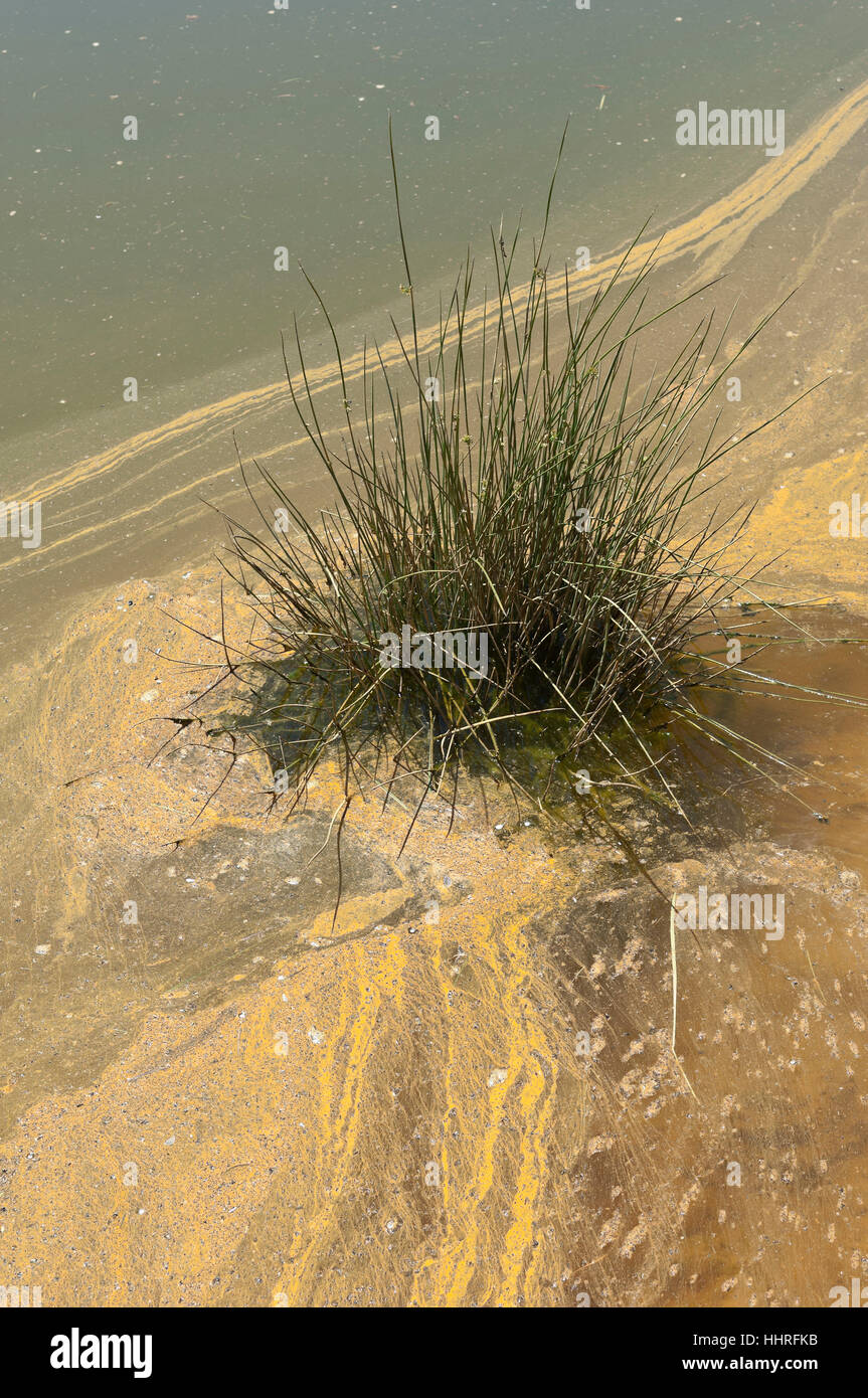 danger, disaster, contamination, polluted, contaminated, river, water