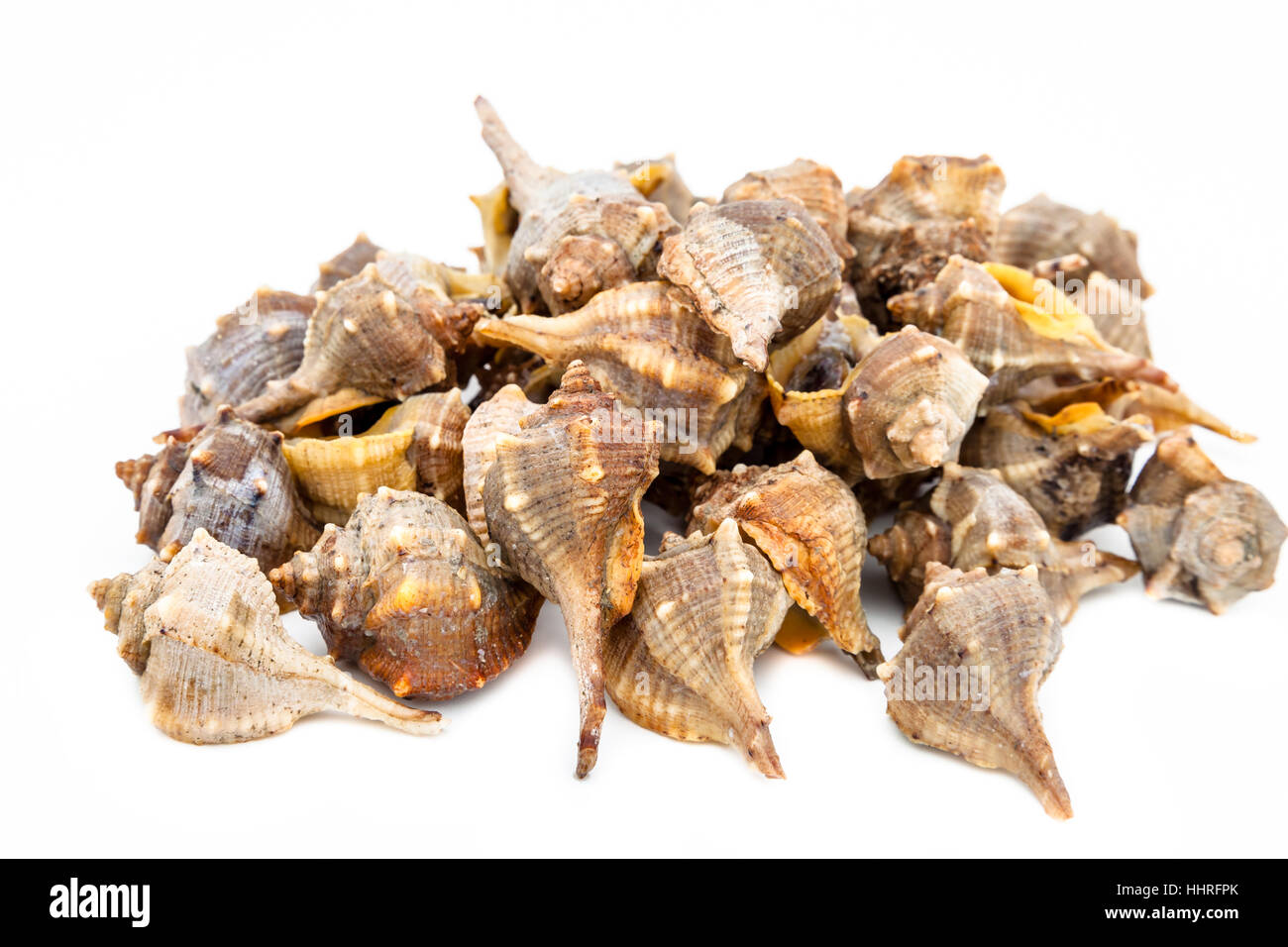 life, exist, existence, living, lives, live, animal, mollusc, shell, purple, Stock Photo