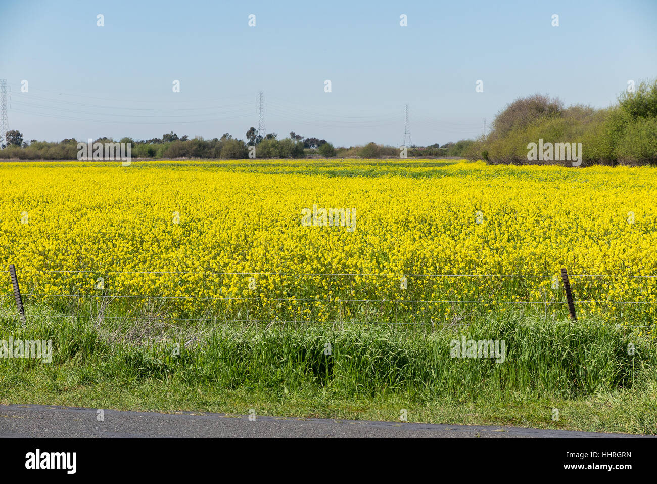 Wild flowers sky road hi-res stock photography and images - Alamy