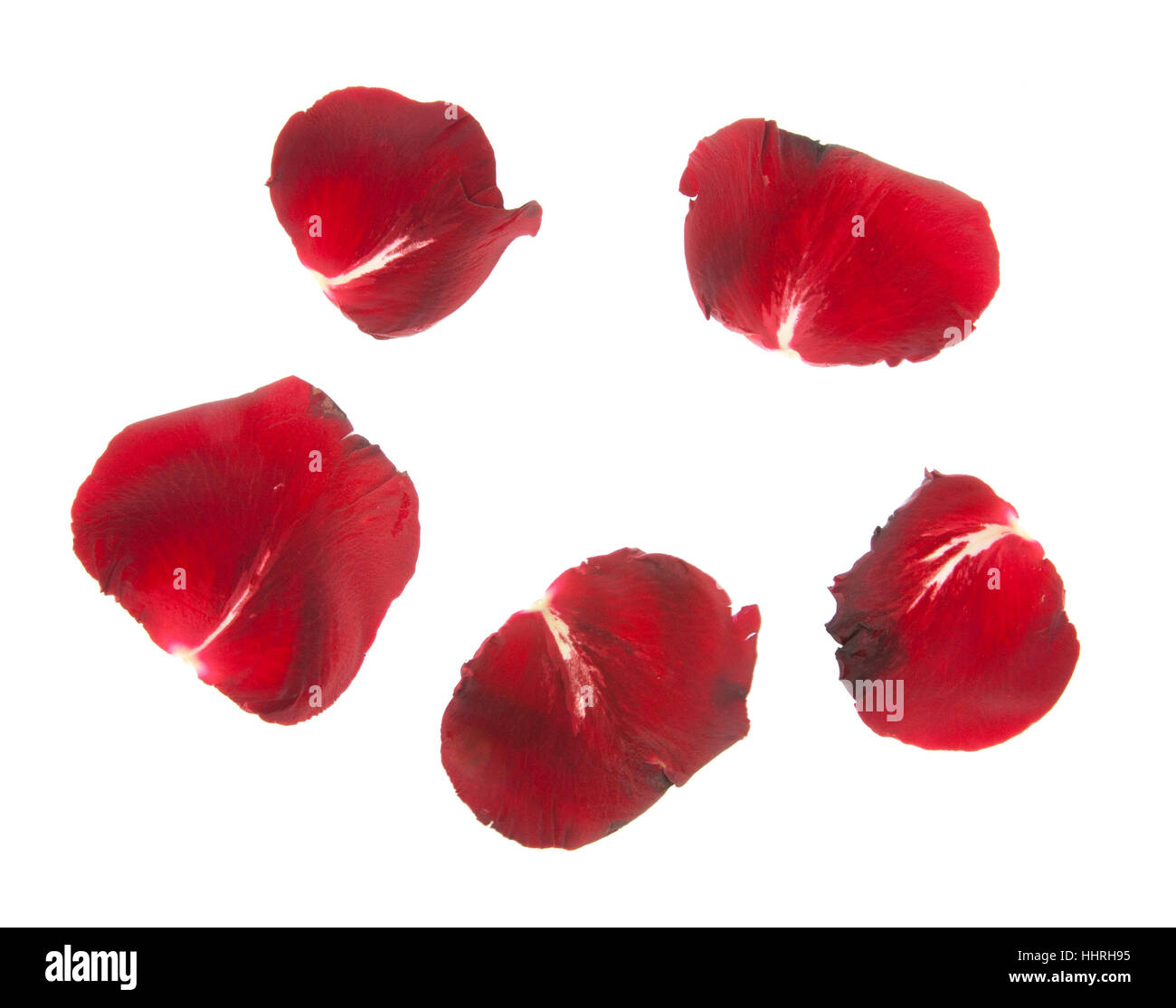 red rose petals isolated on white background Stock Photo - Alamy