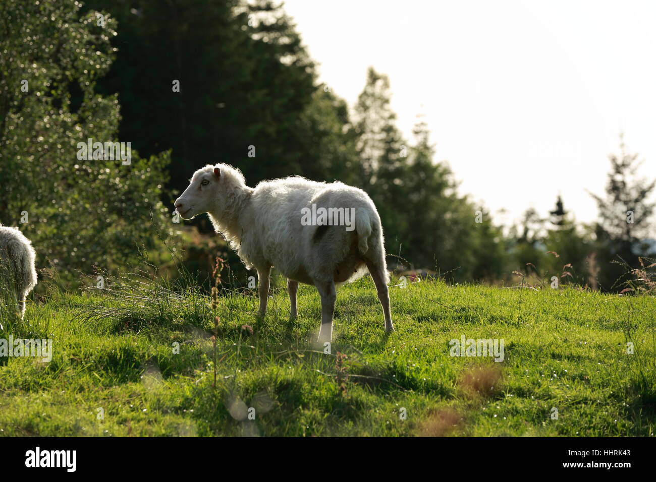 sheep in the meadow Stock Photo - Alamy