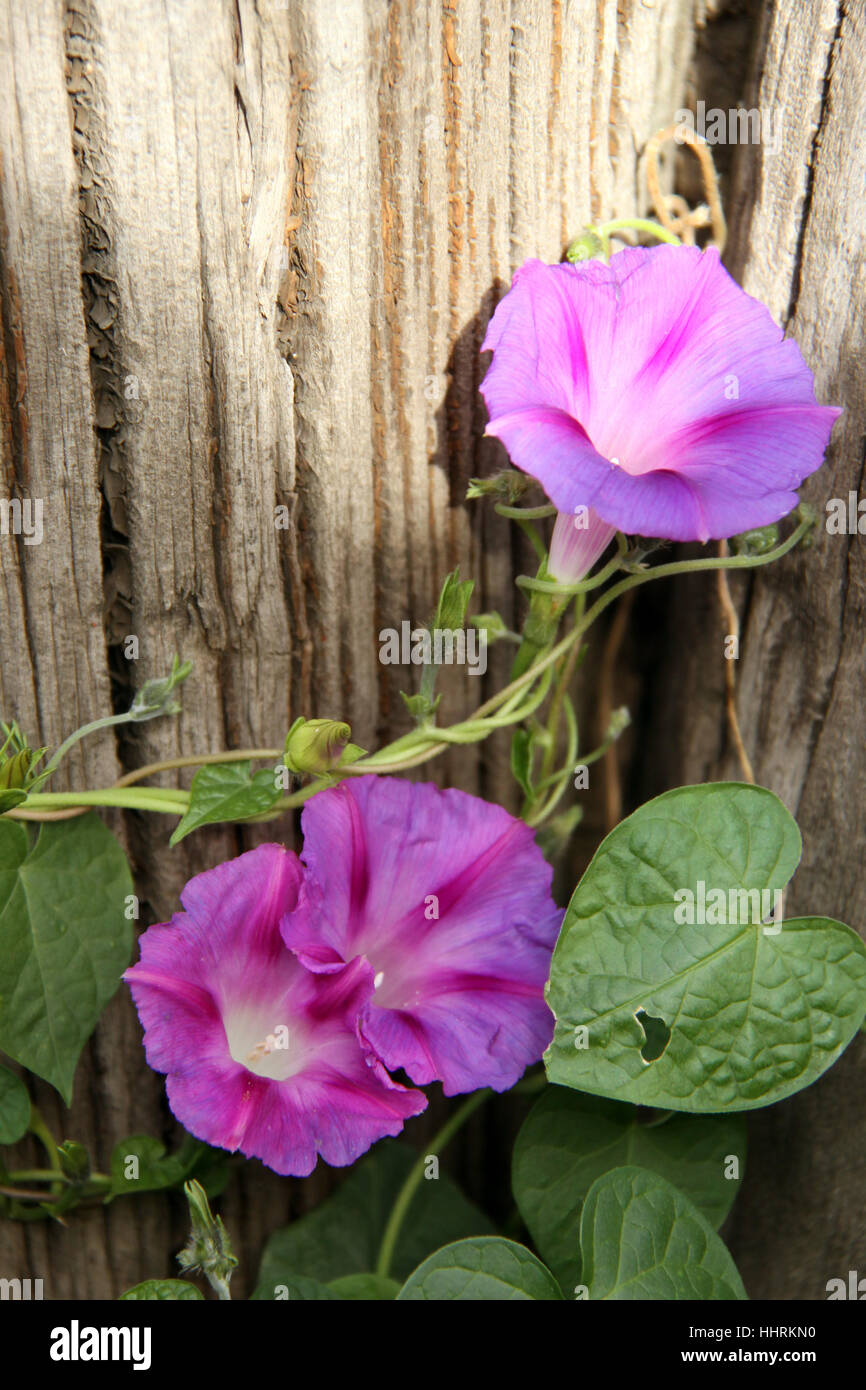 pink, wood, climbing plant, delicate, winch, summer flower, red, pink, ipomoea Stock Photo