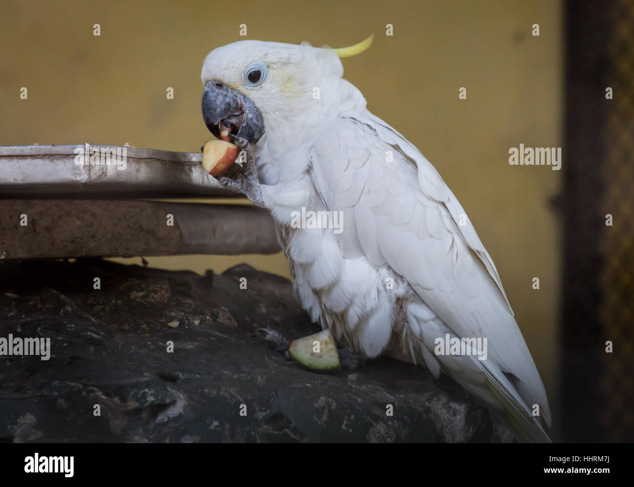 White cockatoo parrot eating fruits in his cage at a bird sanctuary in India. Stock Photo
