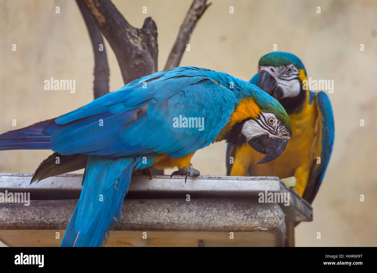 Blue yellow macaw birds in the process of eating fruits at a bird sanctuary in India. Stock Photo