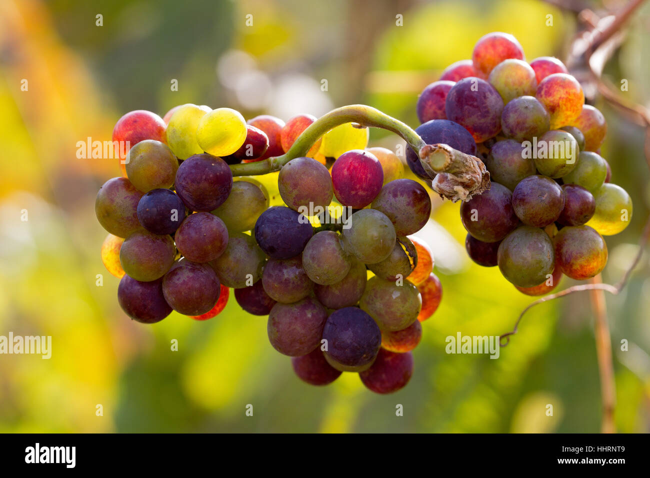 agriculture, farming, grapes, vineyard, vines, viticulture, culture