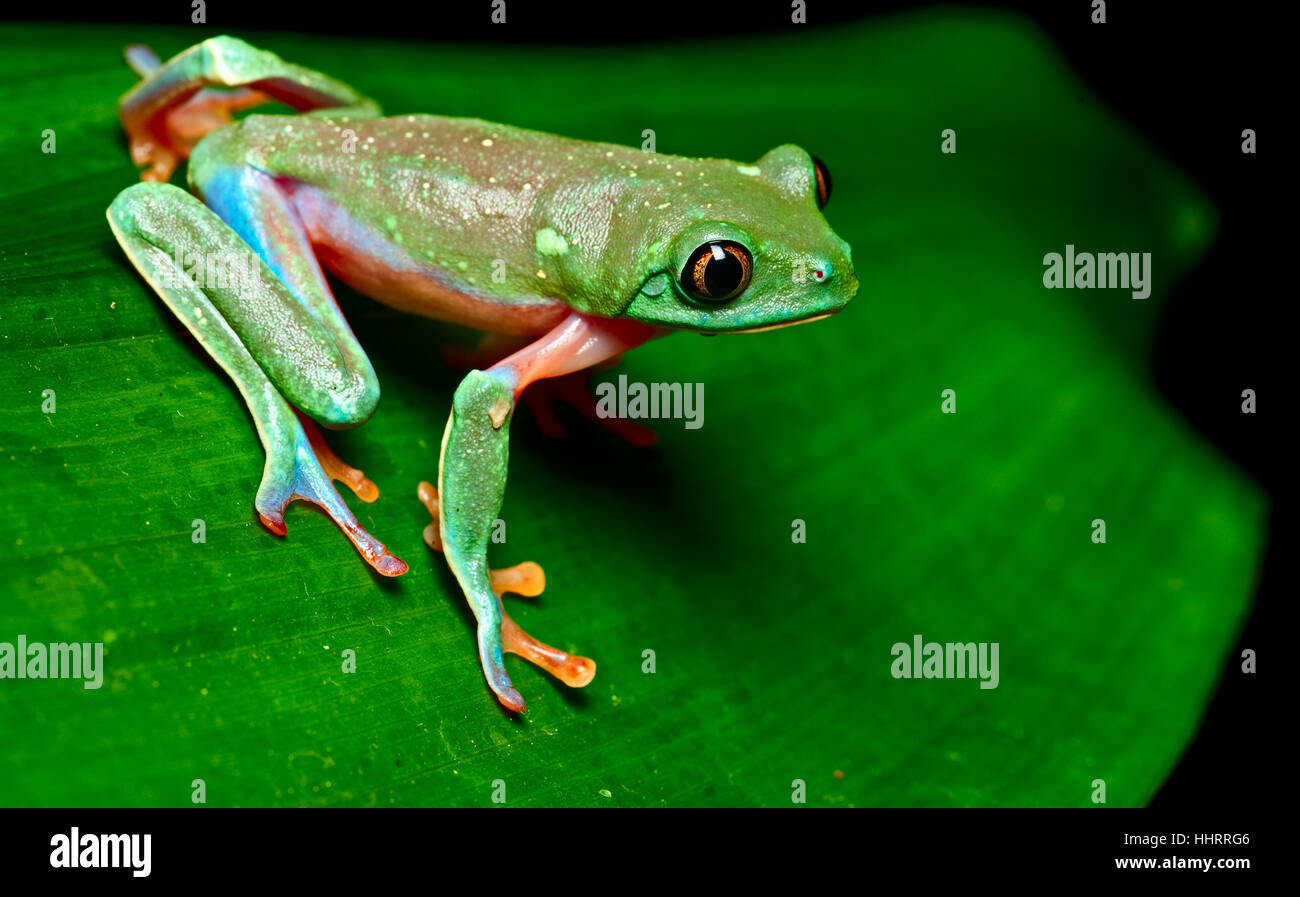 exotic, frog, greenback, tree frog, tropical, rainforest, rain forest ...