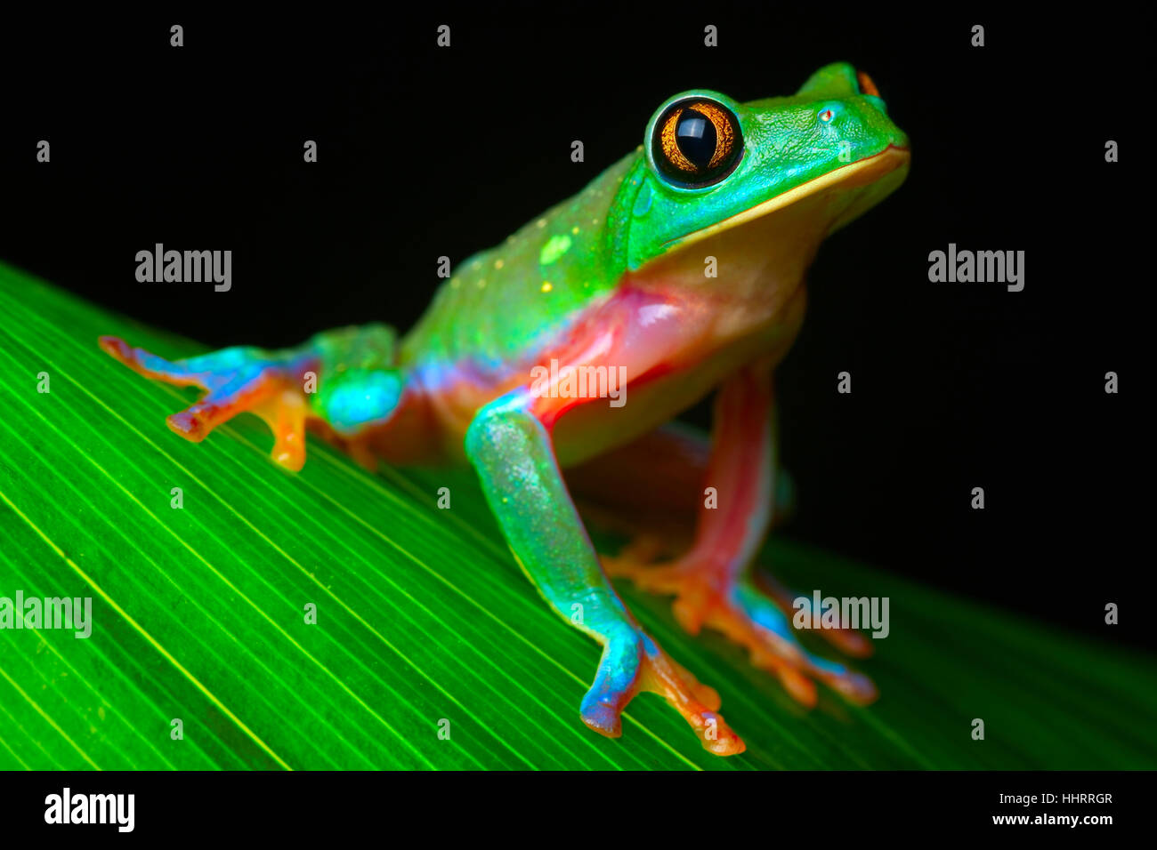 frog, greenback, tree frog, tropical, rainforest, rain forest, animal Stock  Photo - Alamy