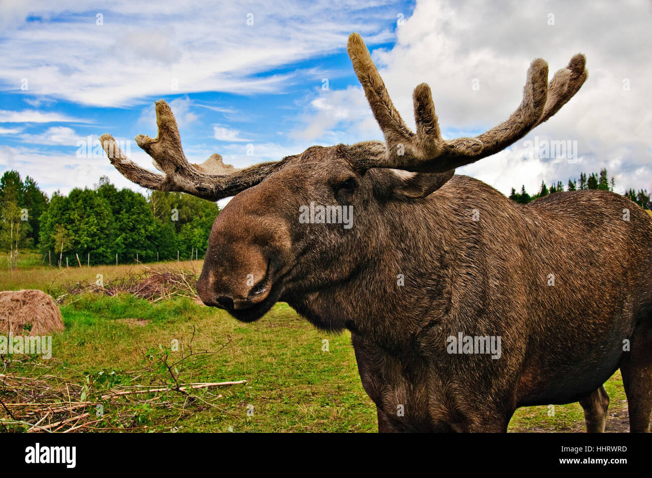 animal, mammal, sweden, moss, scandinavia, elk, travel, environment, Stock Photo