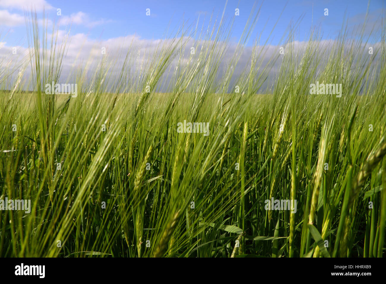 grain, corn field, barley, barley field, beard, firmament, sky, clouds, green, Stock Photo