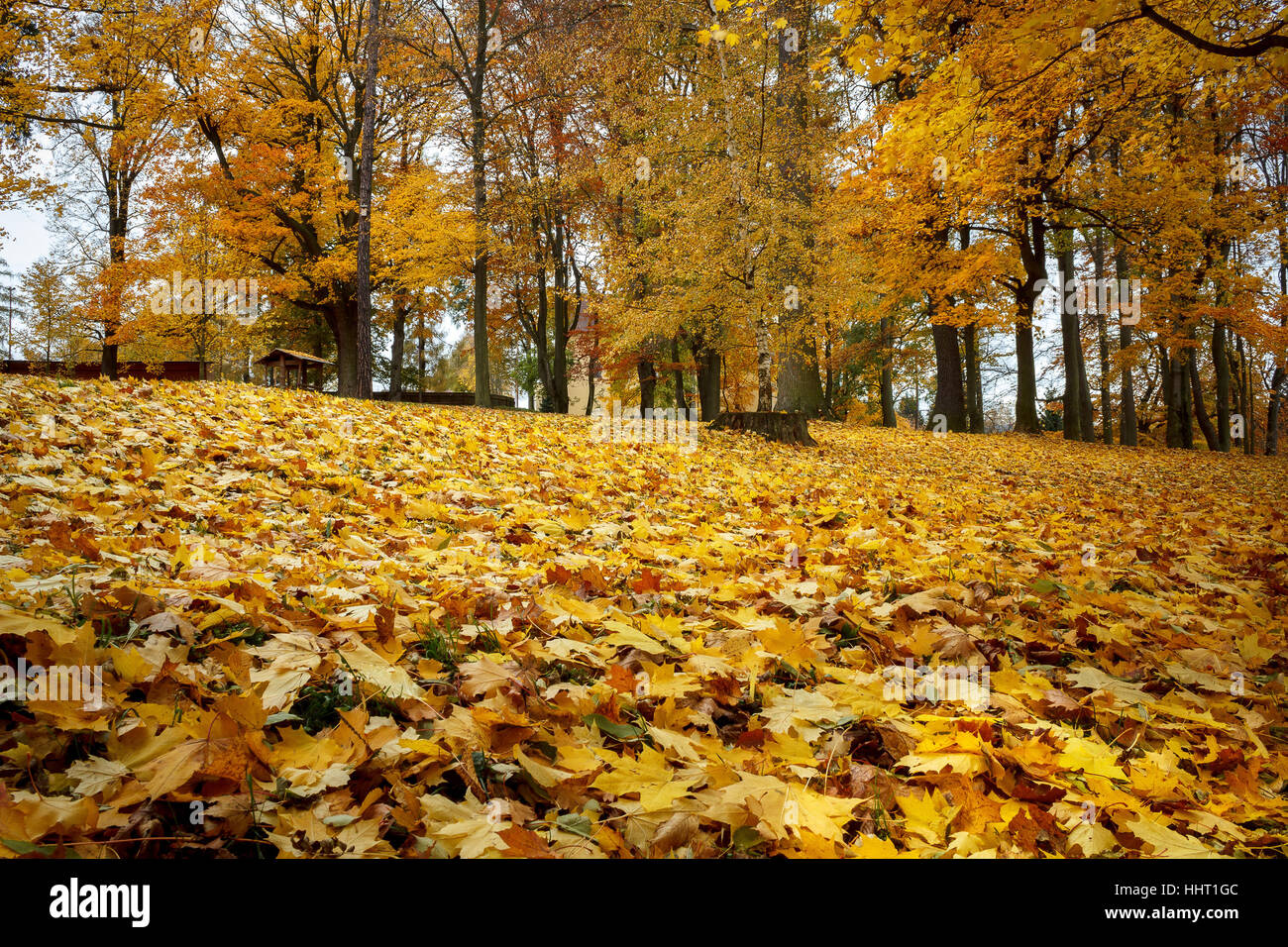 park, outdoor, nature, fall, autumn, leaf, environment, enviroment ...