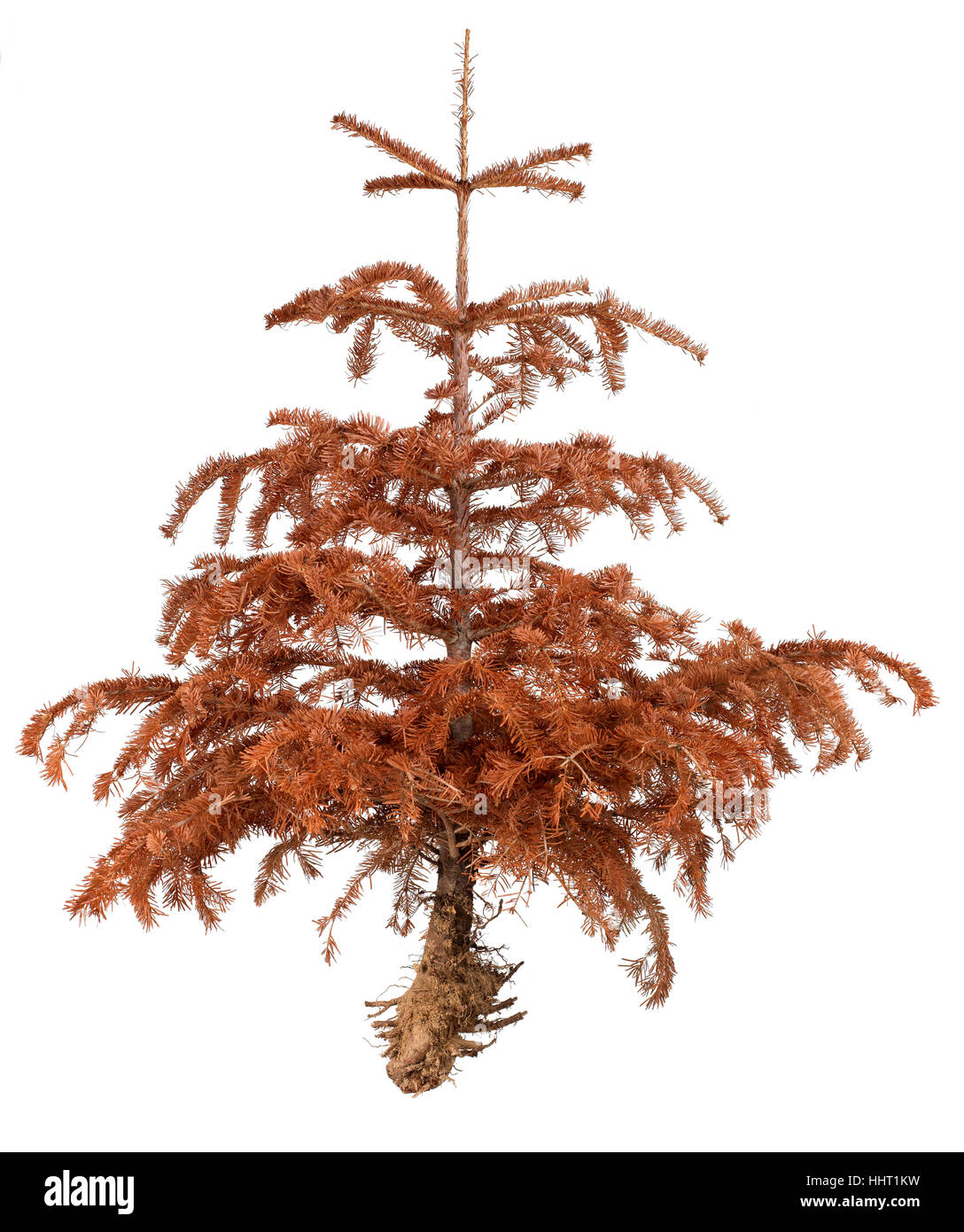 environment, enviroment, death, tree, pine, branches, pollution