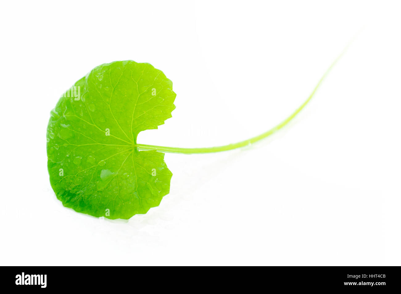 Indian pennywort (Centella asiatica (L.) Urban.) brain tonic herbal plant. Stock Photo