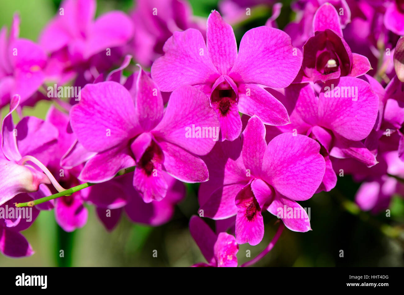 Purple Denerobium Orchids (Dendrobium Hybrid) in tropical garden. Stock Photo