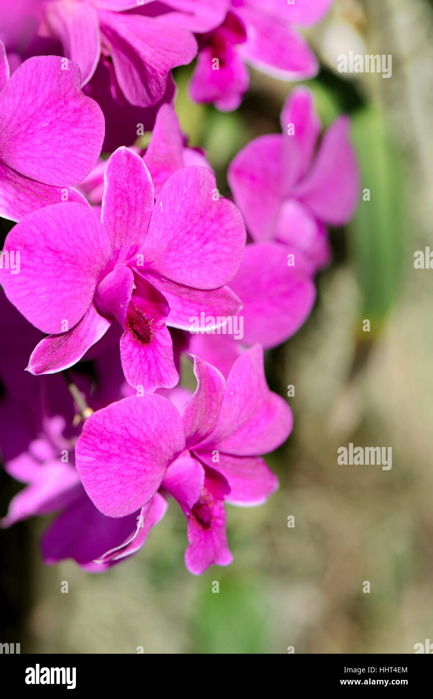 Purple Denerobium Orchids (Dendrobium Hybrid) in tropical garden. Stock Photo