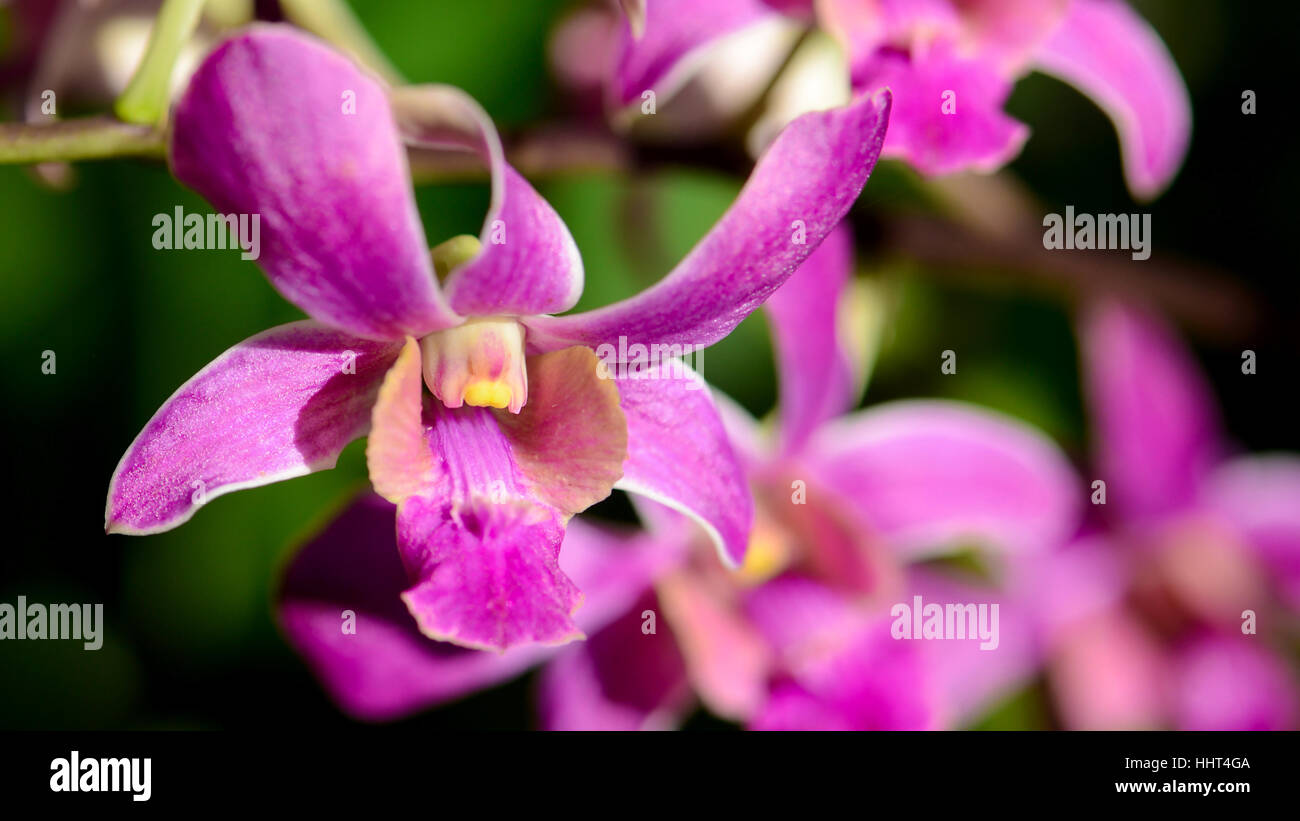 Purple Denerobium Orchids (Dendrobium Hybrid) in tropical garden. Stock Photo