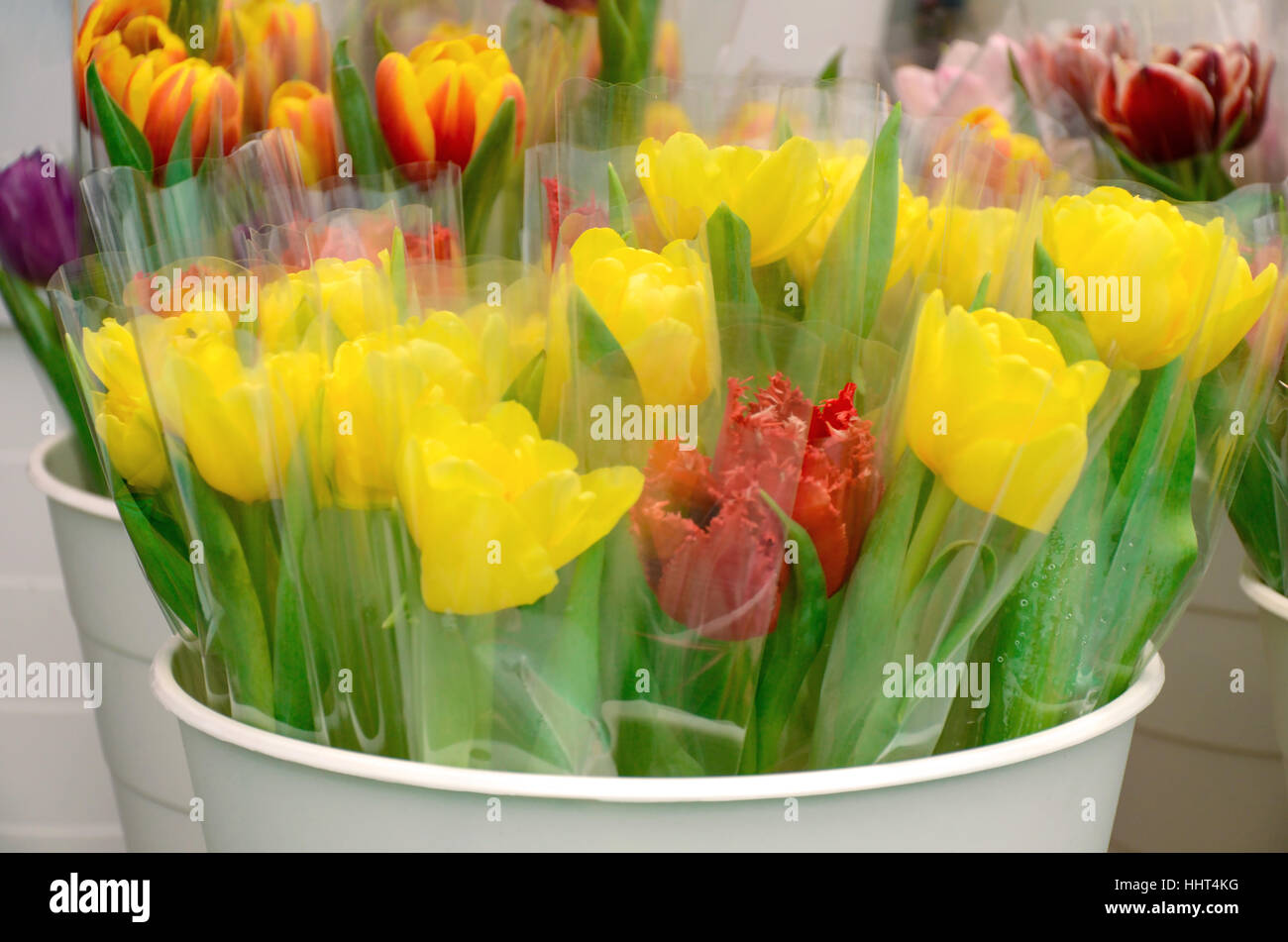 Fancy tulip in flower shop. Stock Photo