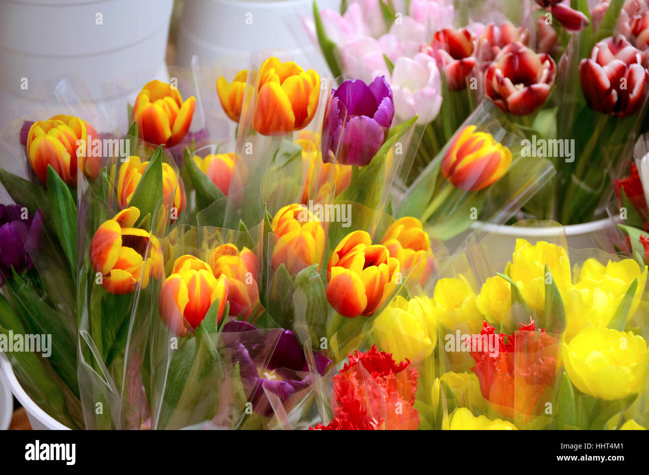 Fancy tulip in flower shop. Stock Photo