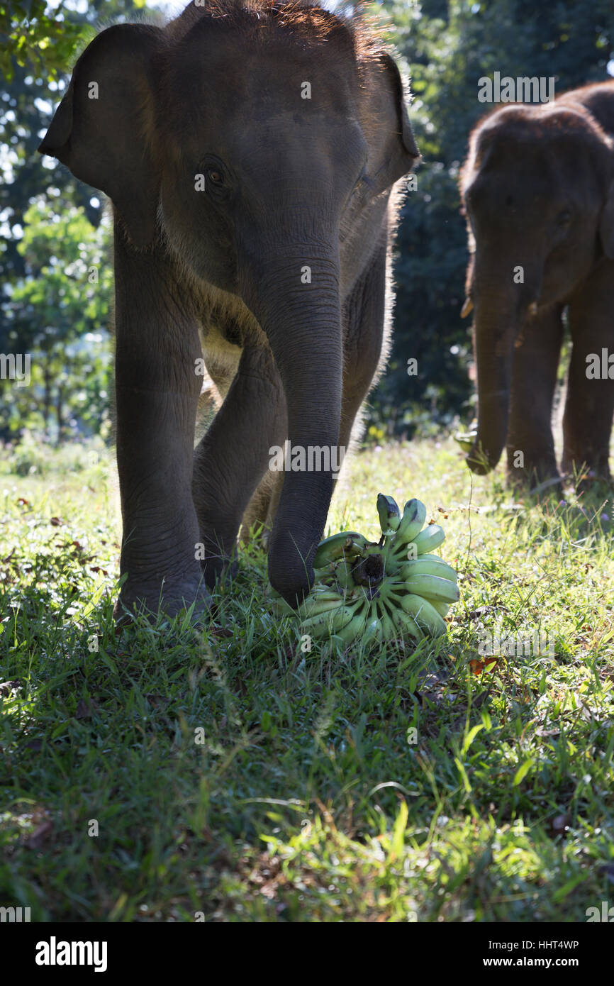 Elephant eating banana hires stock photography and images Alamy