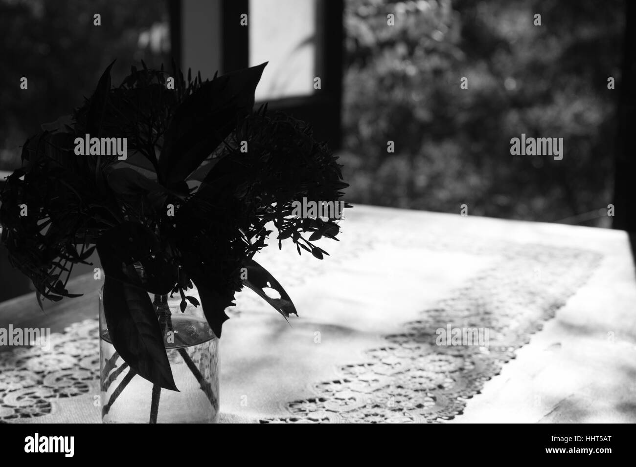ixora flower in vase on wood table near window with garden view in living room, black and white Stock Photo