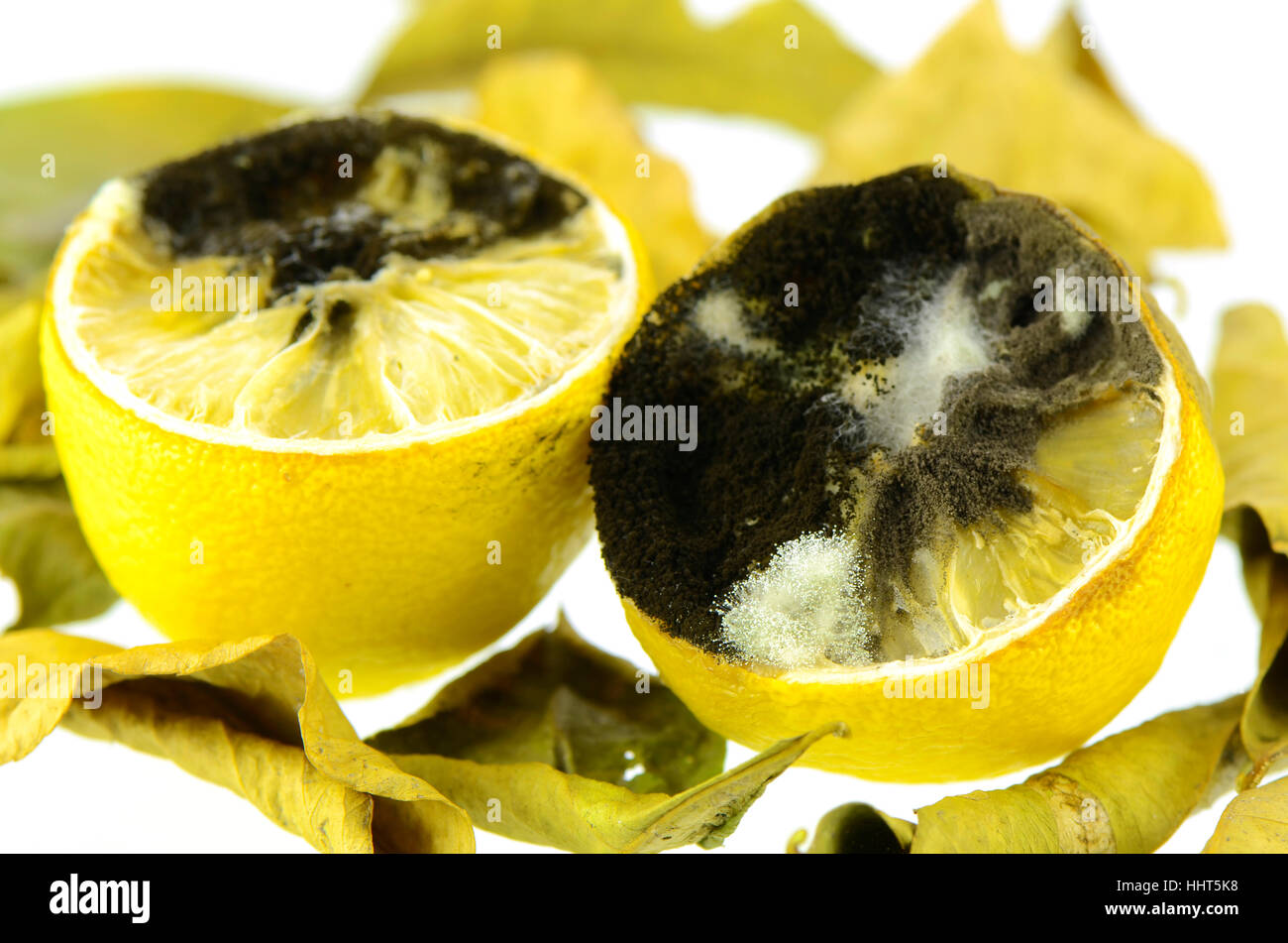 Rotting lemon fruit with black mold and white mold. Stock Photo