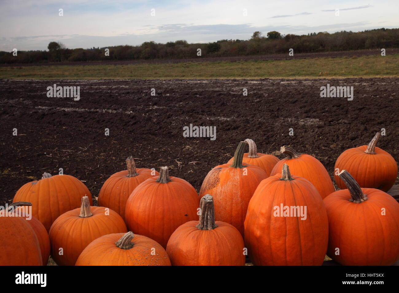 agriculture, farming, vegetable, cucurbits, pumpkin, orange, scenery, Stock Photo