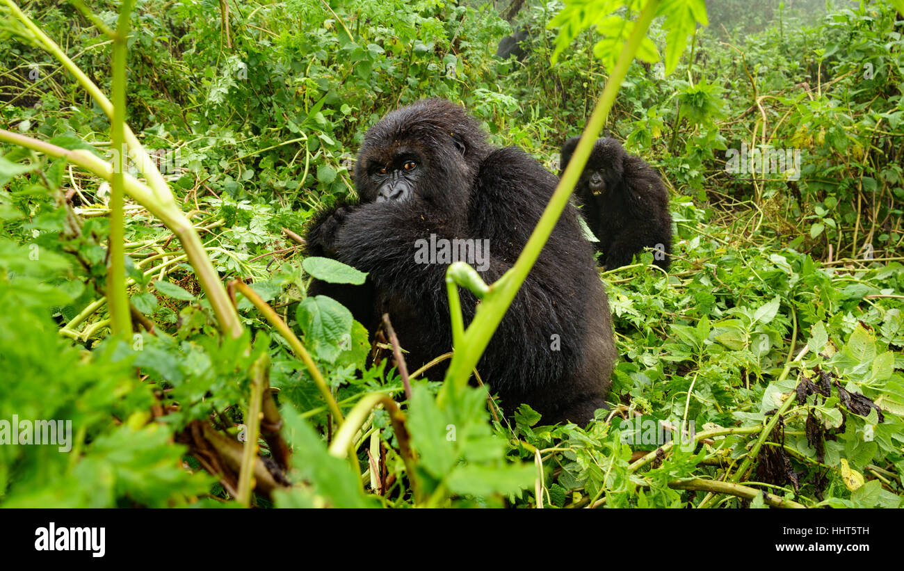 Female mountain gorilla feeding in the forest Stock Photo - Alamy