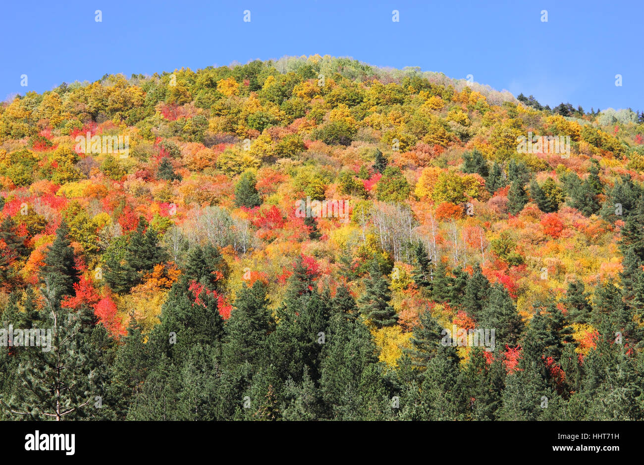 beautiful, beauteously, nice, colour, tree, trees, mountains, green ...