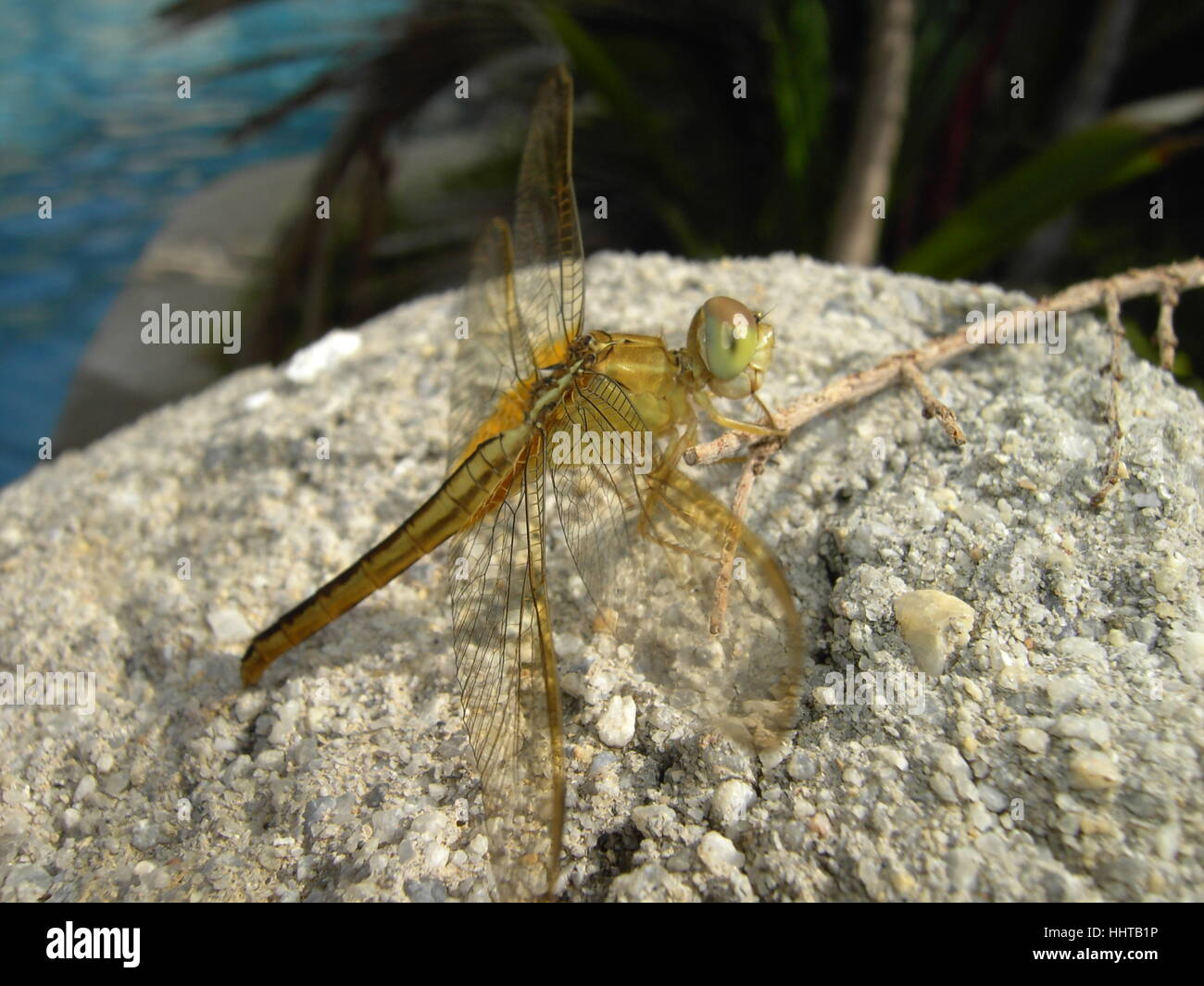female, insect, dragonfly, dragonflies, female, stone, insect, green, wing, Stock Photo