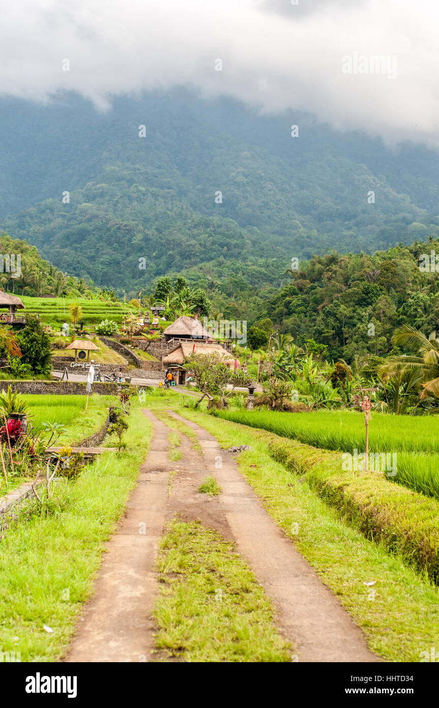 View of the rice terraces,  jatiluwih rice terrace, Bali, Indonesia Stock Photo