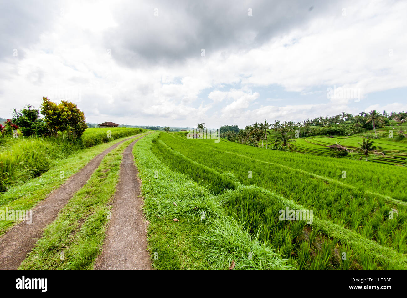 View of the rice terraces,  jatiluwih rice terrace, Bali, Indonesia Stock Photo