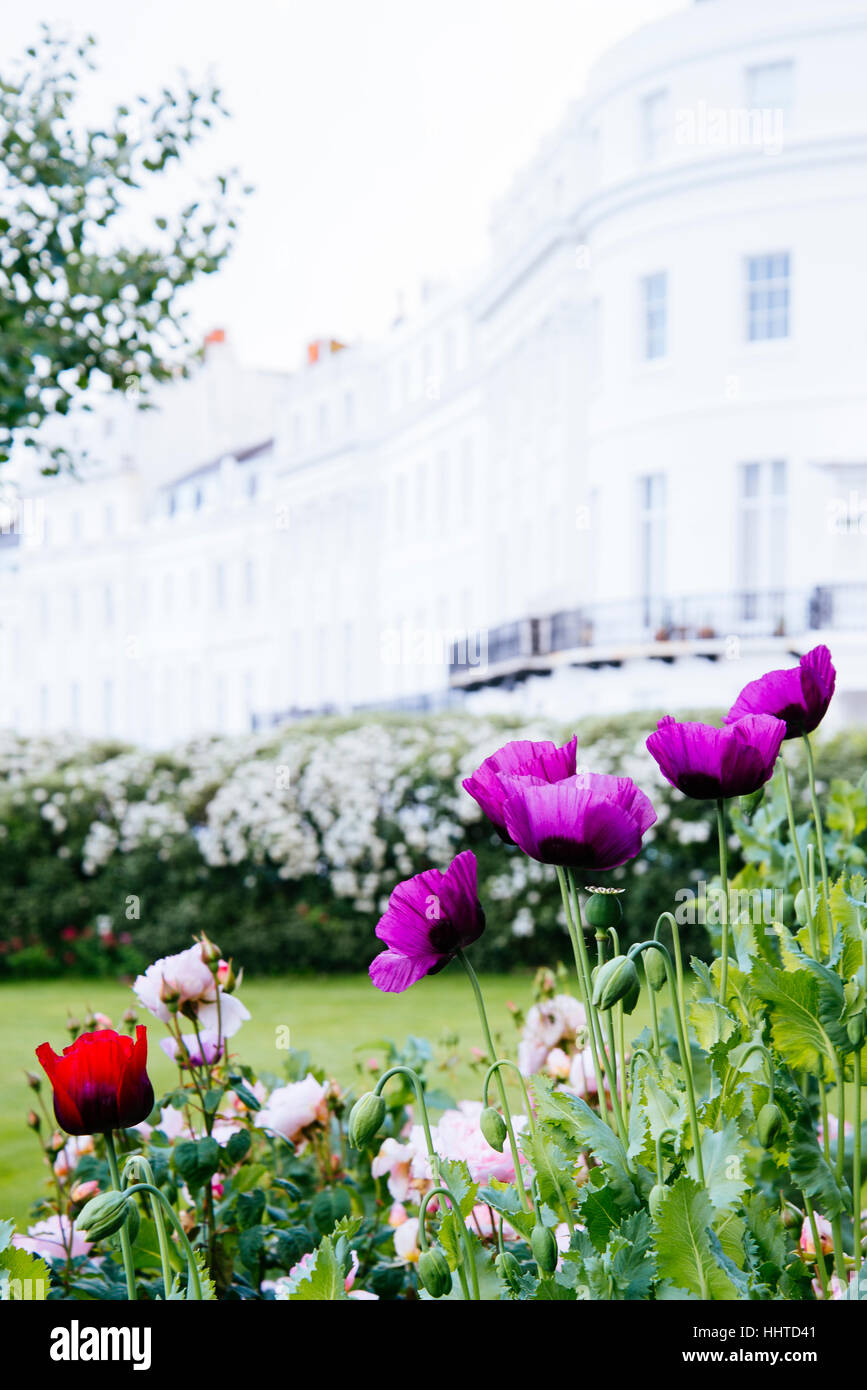 Regency architecture and poppies. Stock Photo