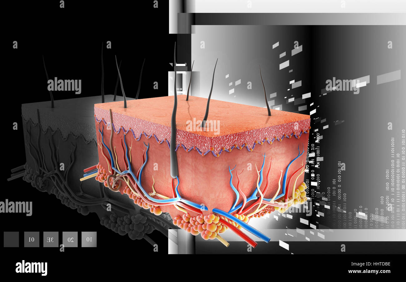 Skin Science Visual blue, education, medicinally, medical, graphics, colour, science, skin ...