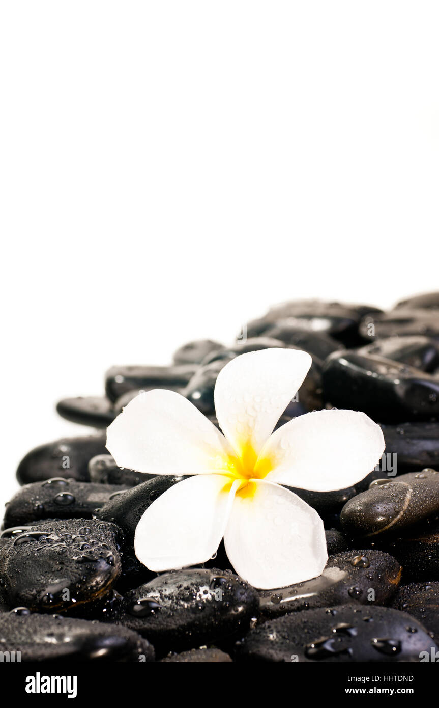 Sp Ah Rocks Spa Flowers And Rocks
