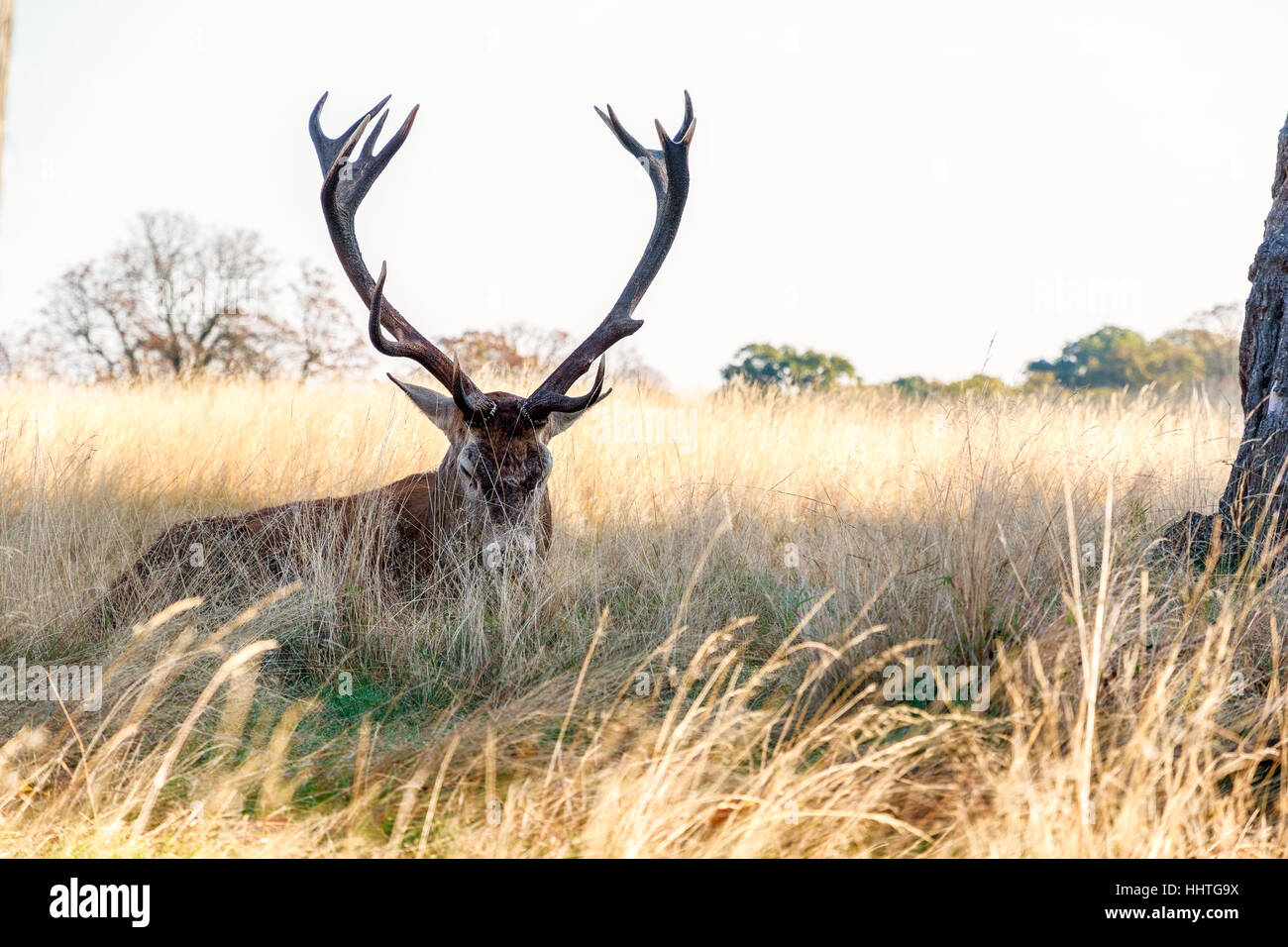 Red deer in Richmond Park, London Stock Photo