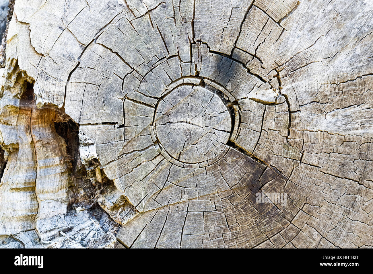 Texture of decayed tree rings for background use Stock Photo - Alamy