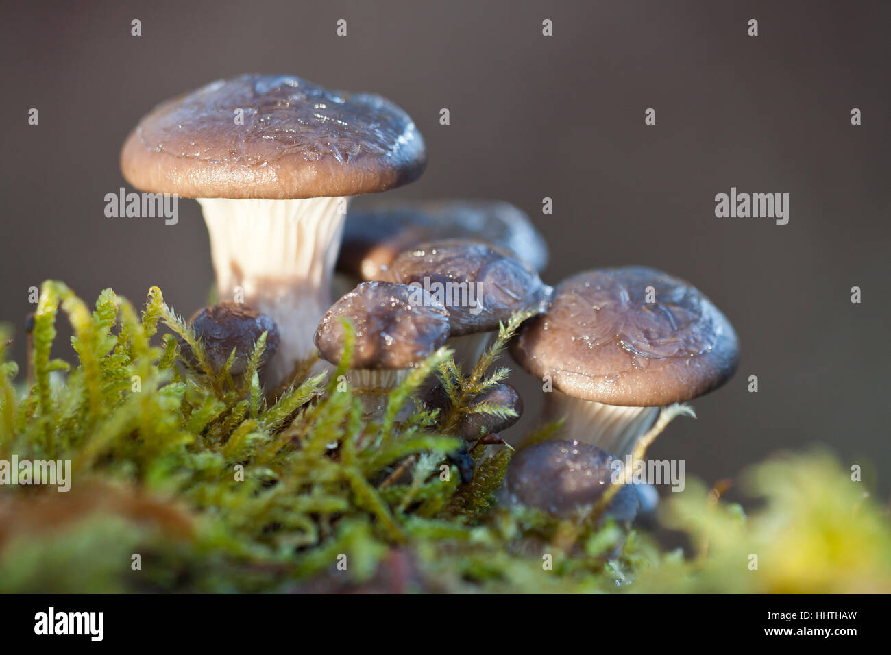 Pilz hi-res stock photography and images - Alamy