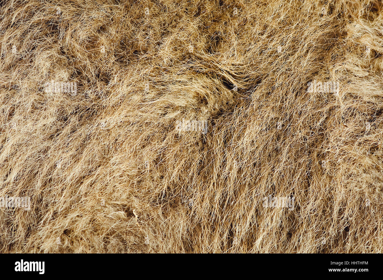 backdrop, background, camel, fur, wool, abstract, decorative, coat