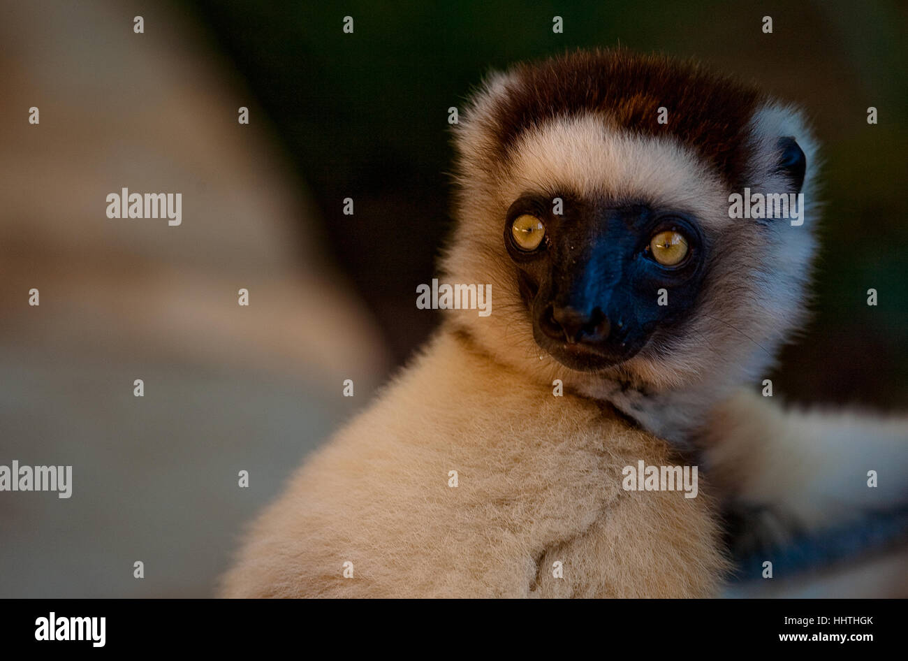 A very tame dancing Lemur decides to get a closer look at me Stock Photo