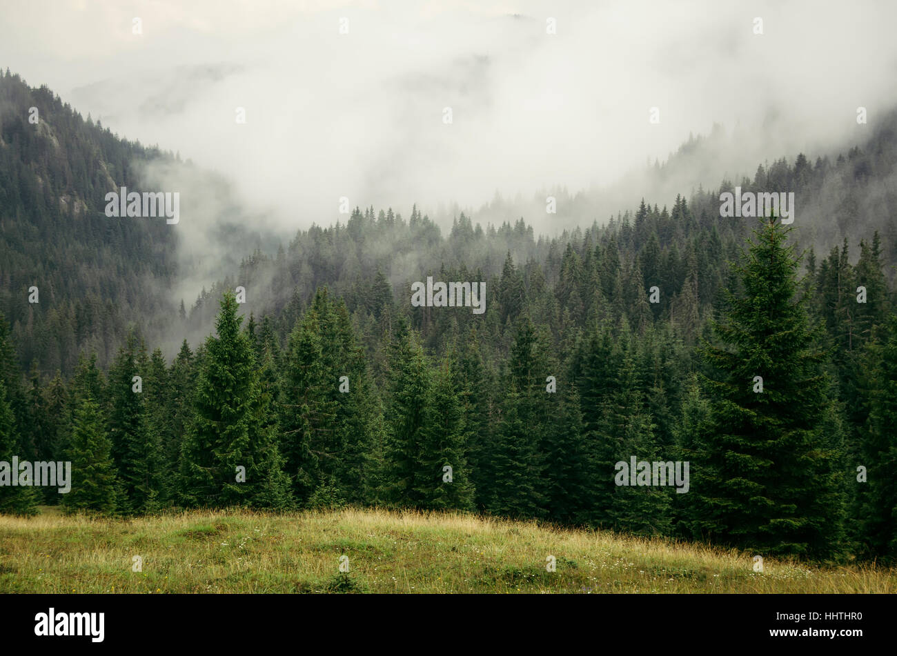 Mist over pine tree forest in natural mountain landscape on rainy weather Stock Photo