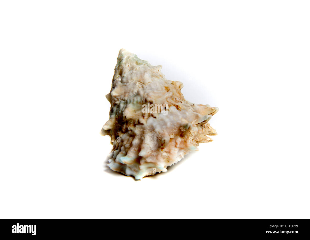 Marine sea shell in a studio setting against a white background Stock Photo