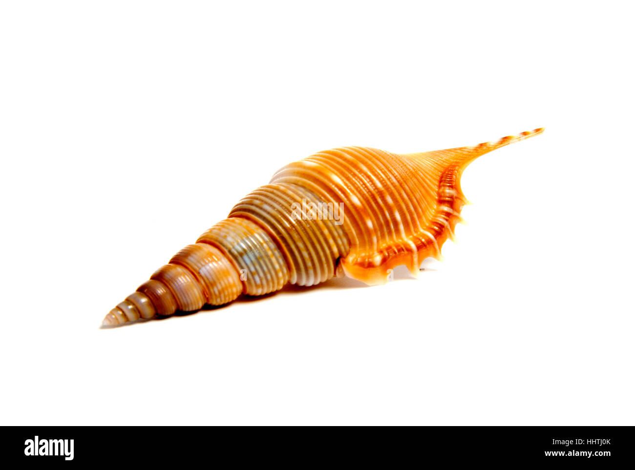 Marine sea shell in a studio setting against a white background Stock ...